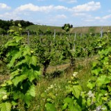 1805F 011 Mosel Perl-Trier